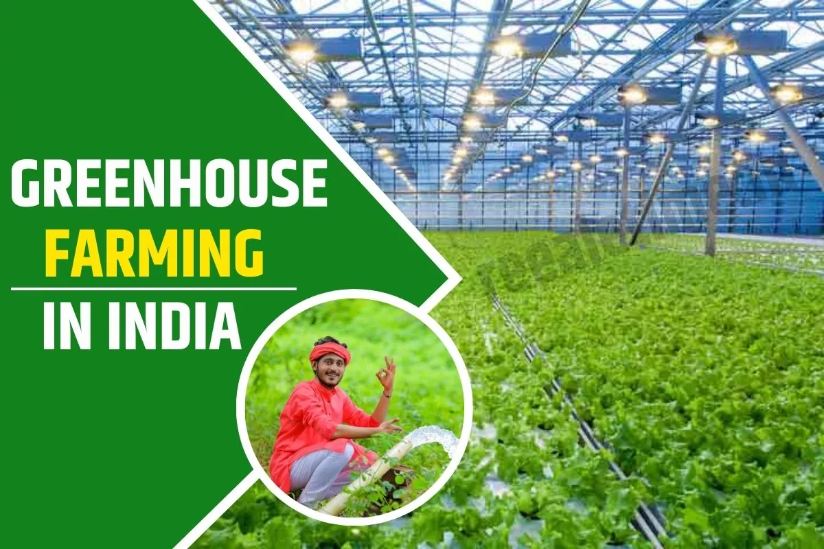 Greenhouse Farming 2023